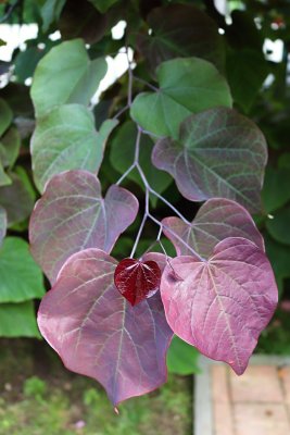 Cercis canadensis 'Forest Pansy' - zmarlika kanadská - listy léto 1